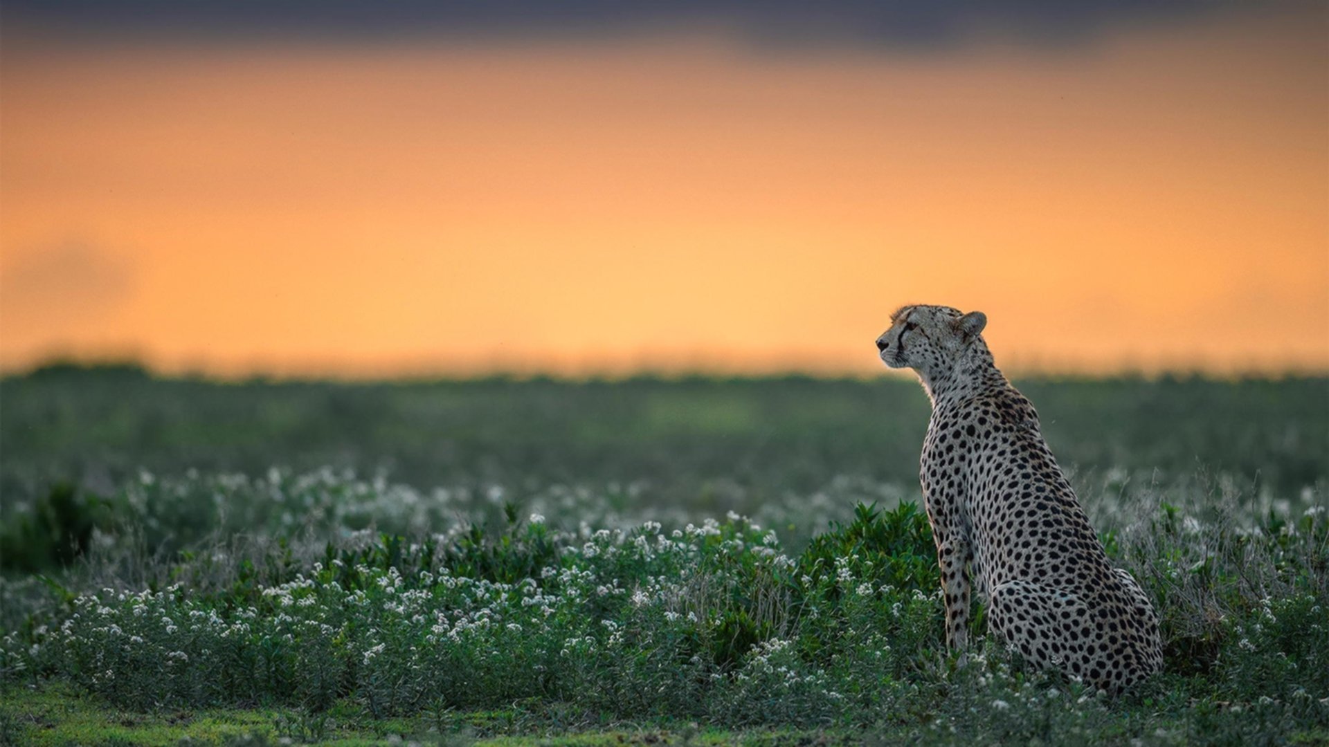NBA广告收入新高哪支球队最吸金，nba广告商