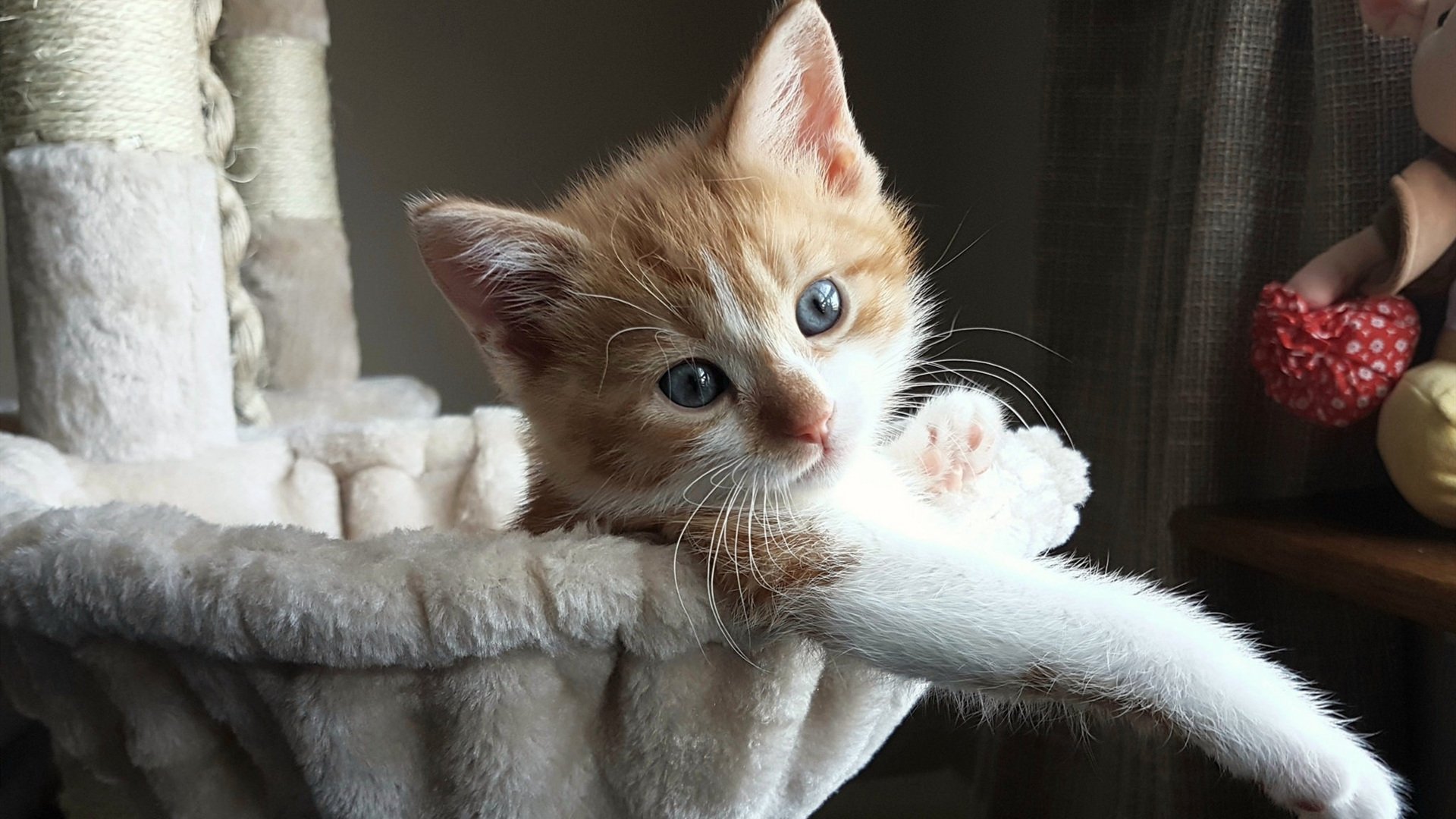 九游sports-日本花滑天才少女再创世界纪录，日本花滑特别强化选手