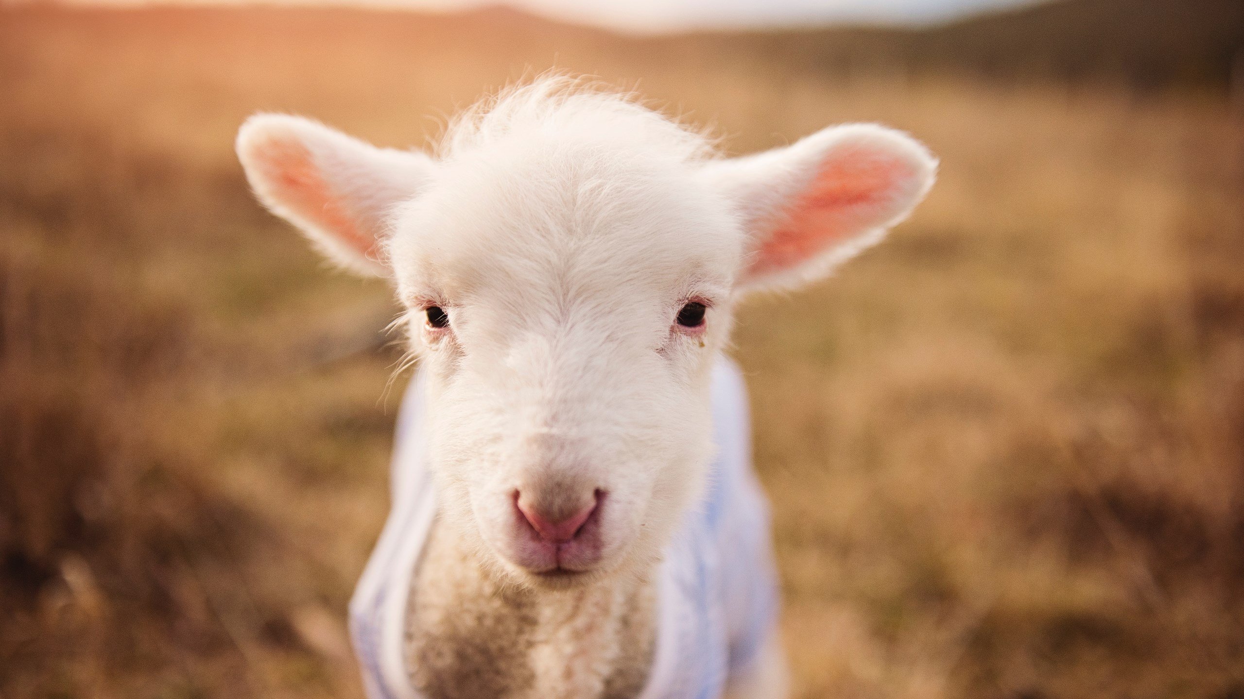 滑板世界杯上海站自由式项目中国包揽冠亚军，滑板世界大赛