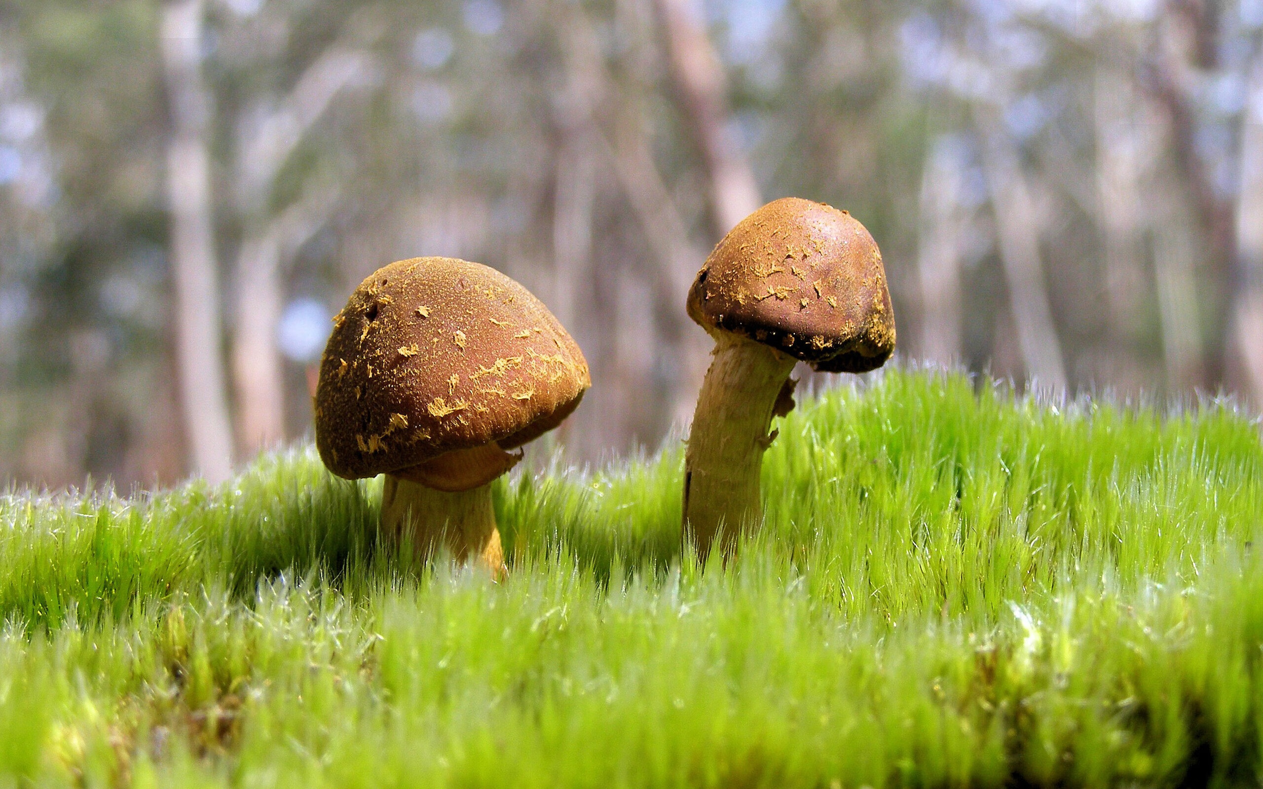 联赛中段换帅是否更容易产生立竿见影效果,中途换帅夺冠