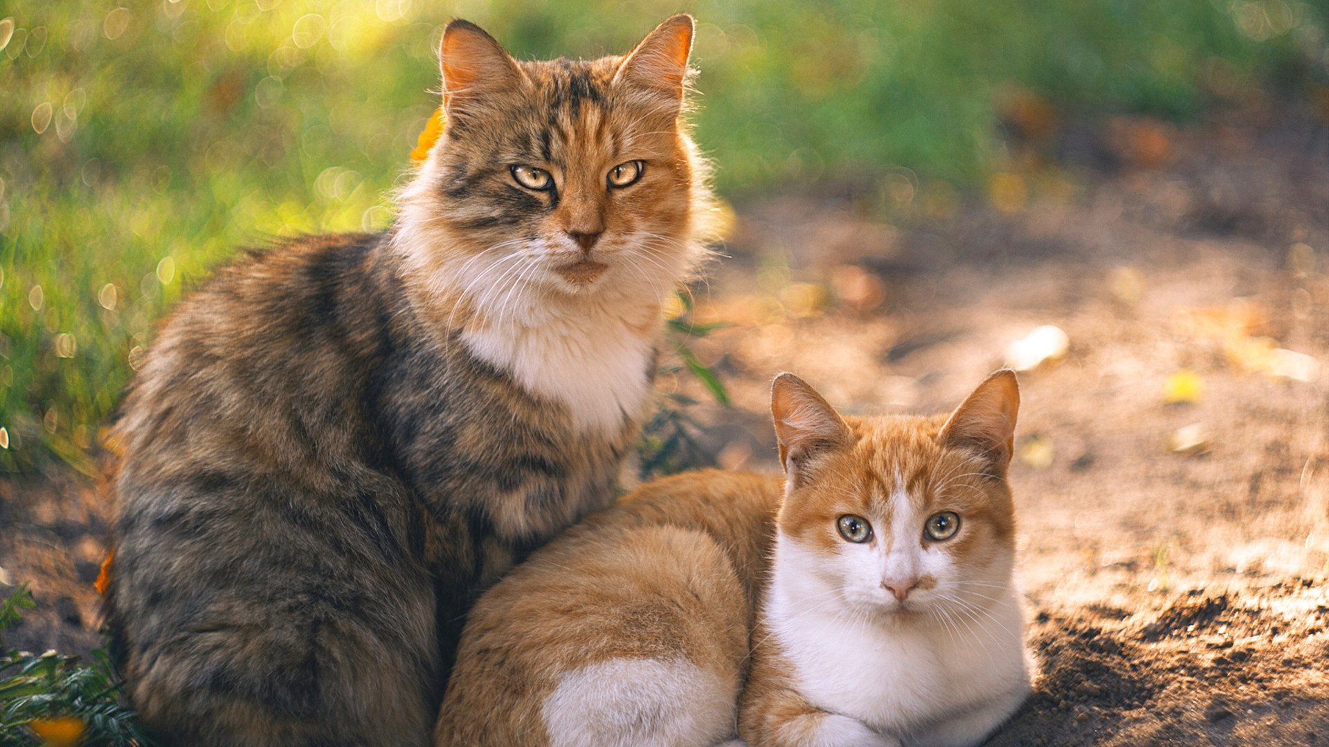 九游网页版官网-解析埃及赛制：如何让更多本土选手走向世界，埃及下一场比赛会赢吗