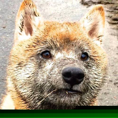 “南非羚羊队新生力量：萨尔·巴赫的突破性表现”