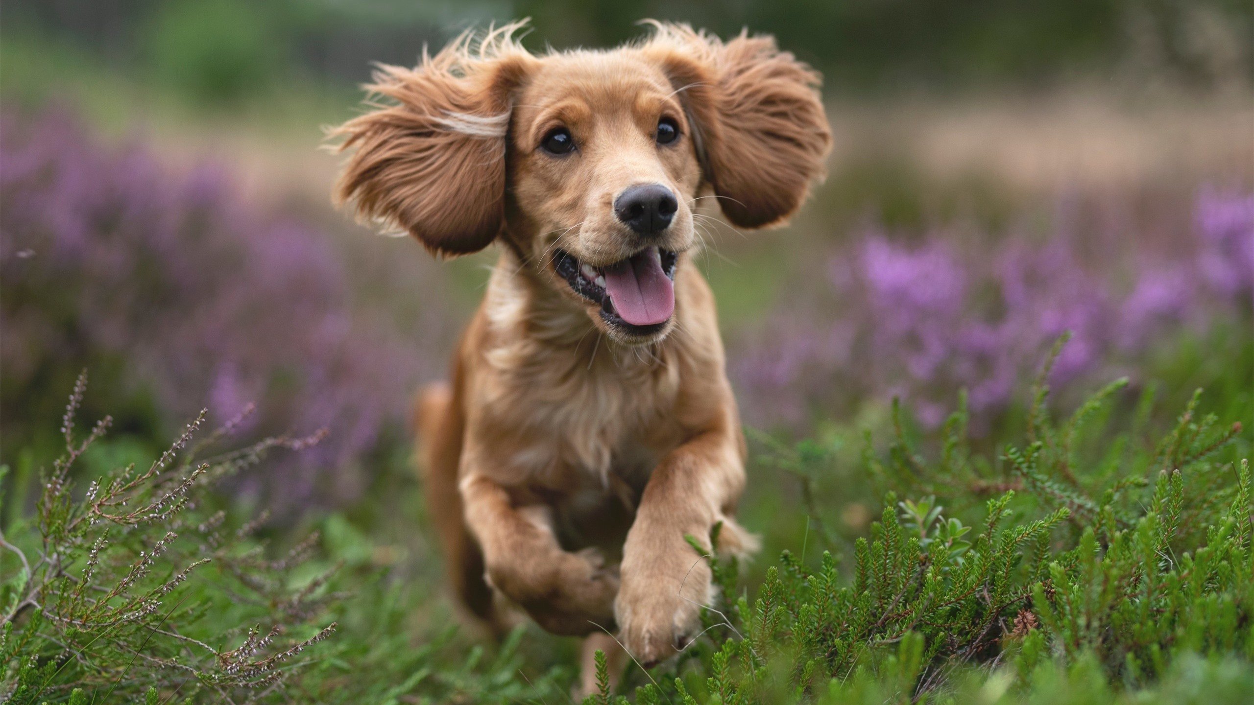 塞内加尔男篮在非洲锦标赛中奋勇激战,冲击不止,非洲 塞内加尔