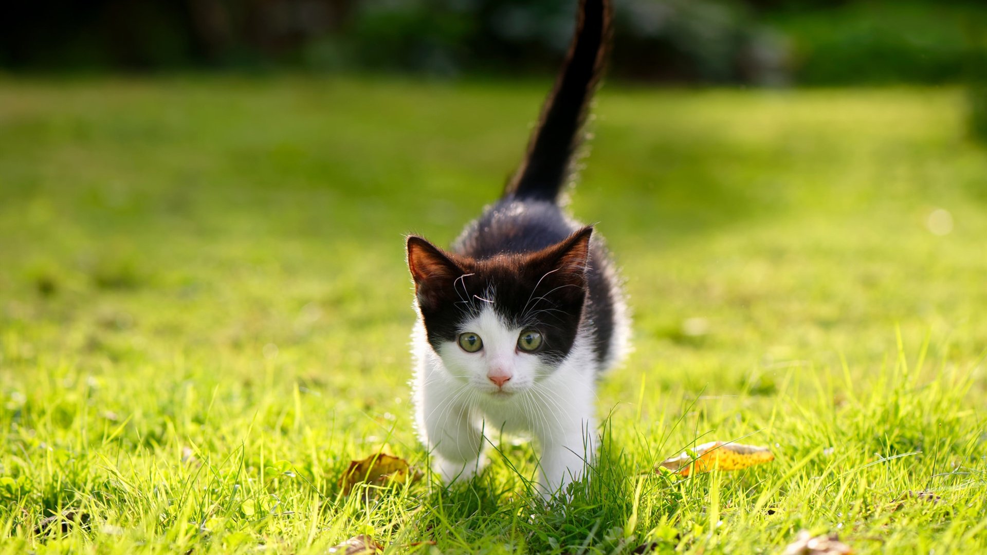 森林狼新秀谈首次出场紧张又激动,森林狼错过的新秀
