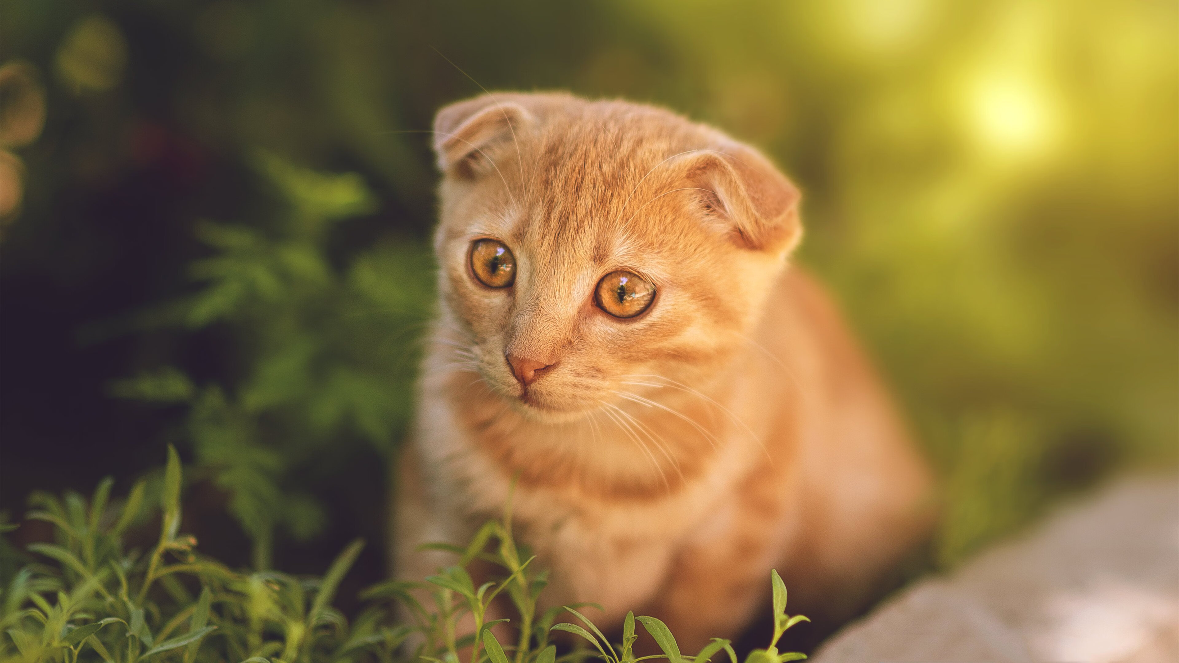 比利时男篮在欧洲预赛中奋勇直前,冲击奥运荣誉,比利时男篮什么水平