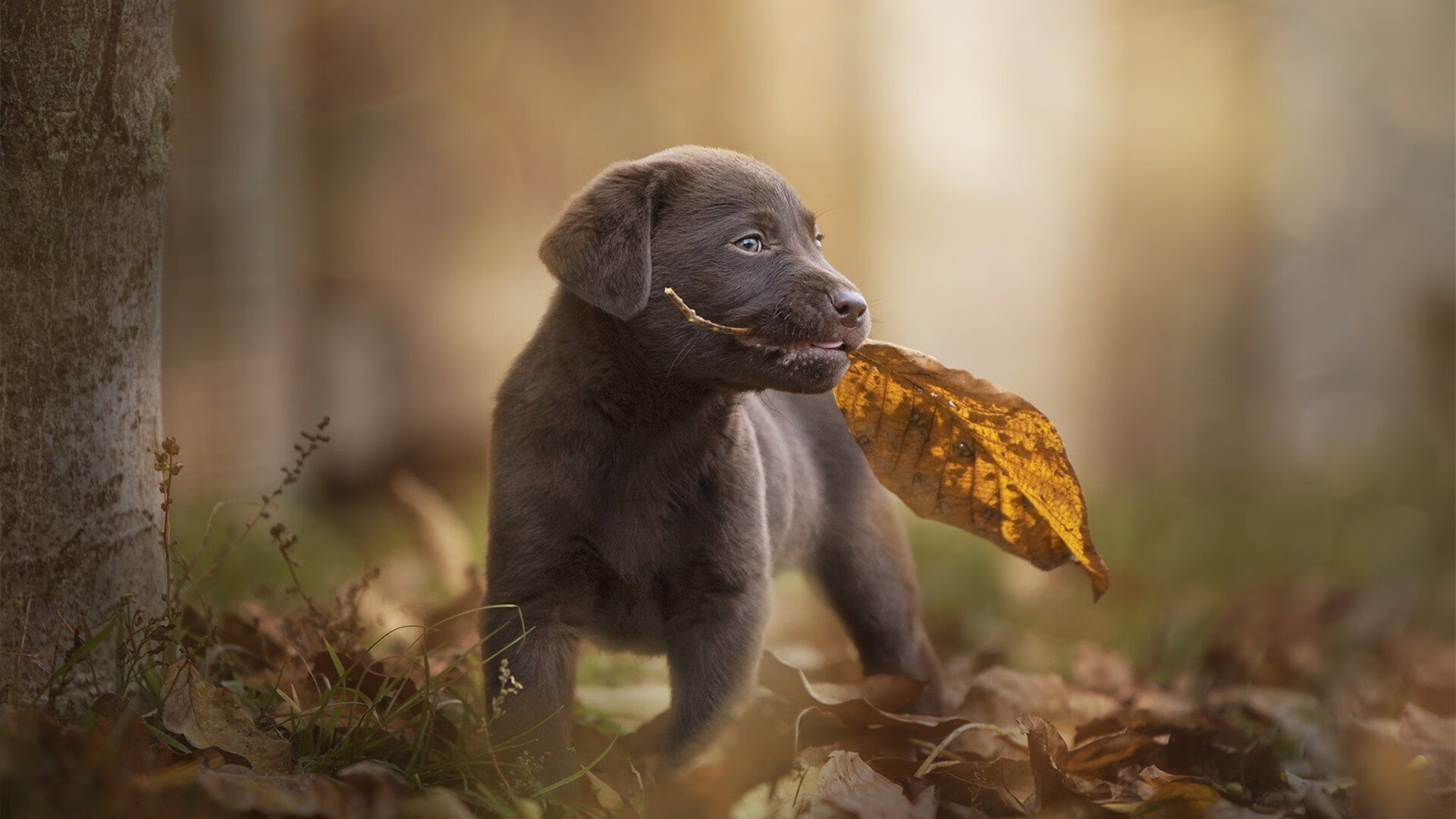 独行侠组织三分大赛热身备战常规赛,独行侠三分球
