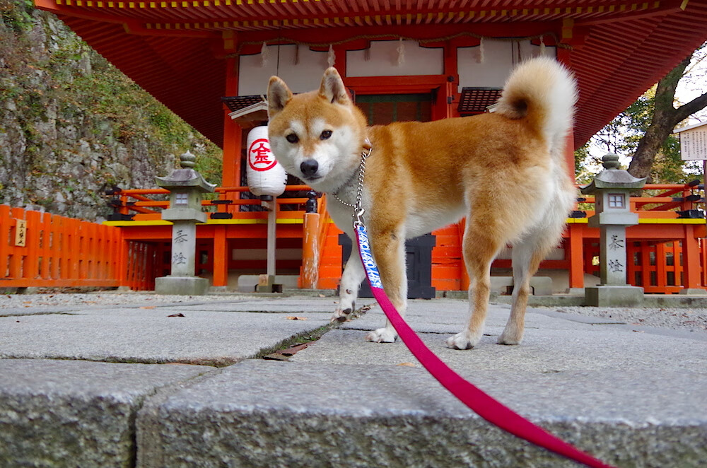 跳水初赛吉尔吉斯斯坦状态逐步提升，吉尔吉斯斯坦 举重